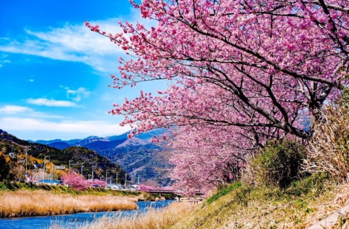 Kawazu Sakura Festival Map