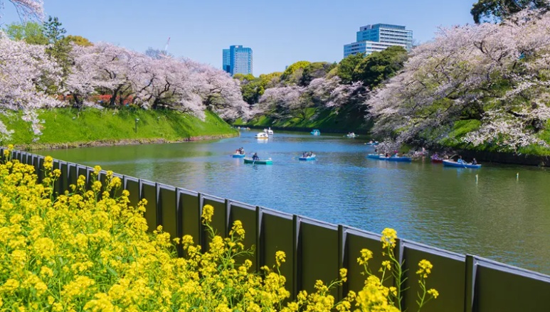 Cherry blossoms along the Edo Castle moat at Chidorigafuchi Ryokudo