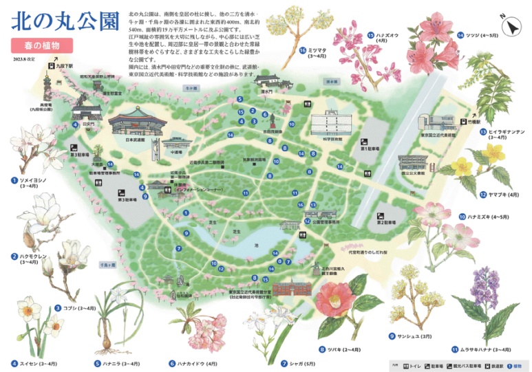 Spring flowers blooming in Kitanomaru Park near Chidorigafuchi