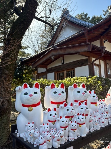 Rows of maneki-neko figurines at Gotokuji offering area