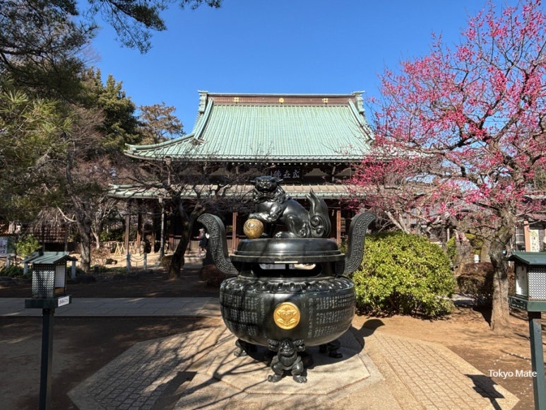 Gotokuji Temple spring cherry blossom scenery