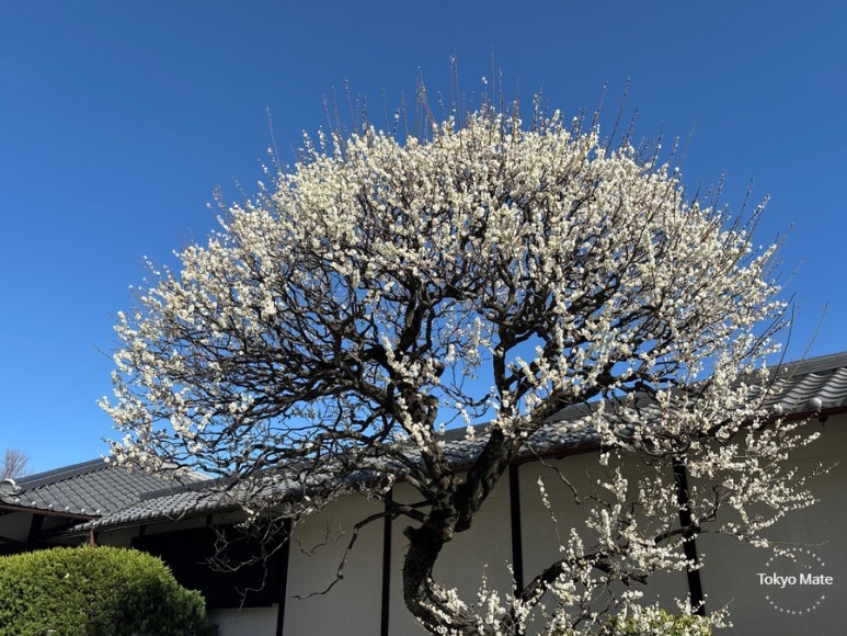 Beautiful spring scenery at Gotokuji Temple