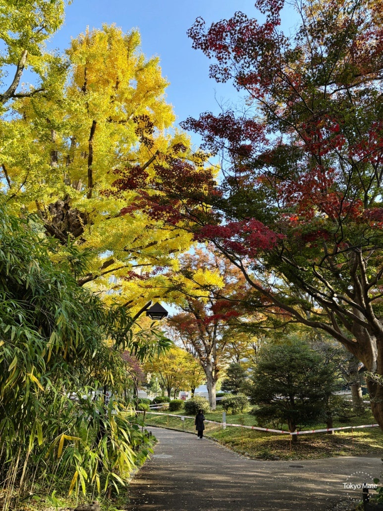 Hibiya Park Tokyo Greenway walking path with autumn ginkgo trees