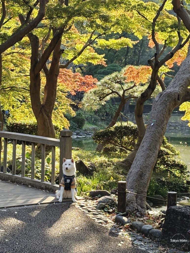 Tokyo Hibiya Park autumn foliage tree-lined street