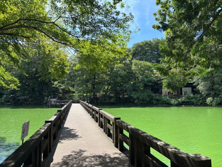 Inokashira Park lake view
