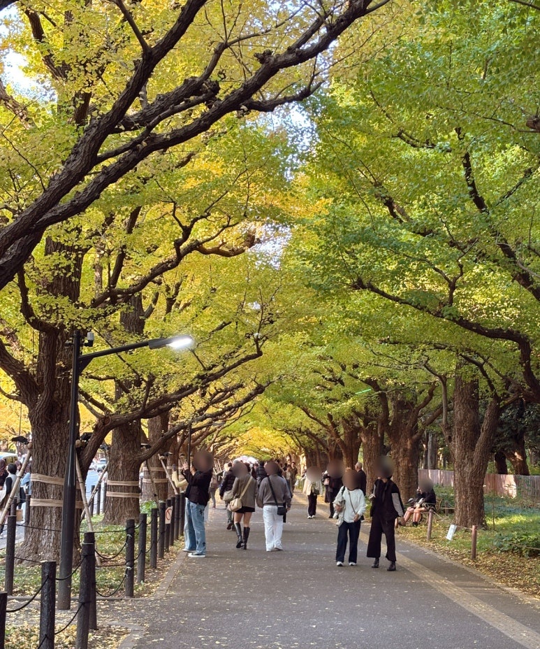Meiji Jingu Gaien Tokyo ginkgo avenue golden tunnel view