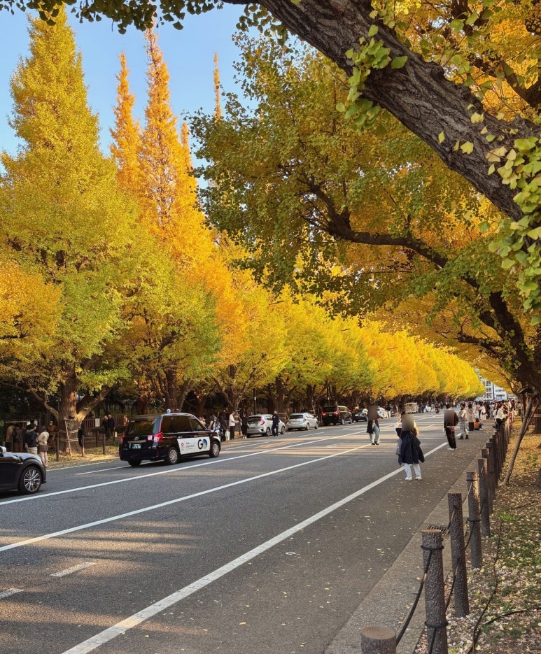 Meiji Jingu Gaien ginkgo trees at peak season in late November