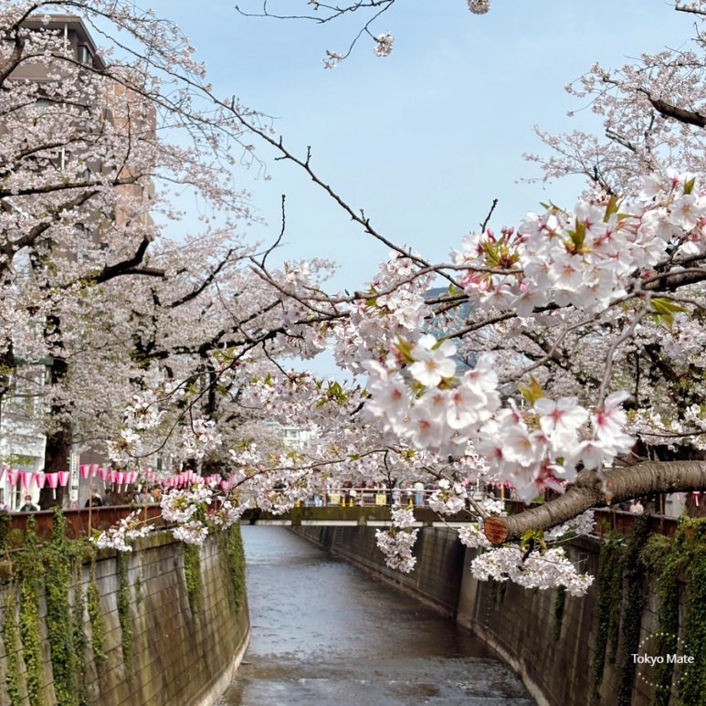 Nakameguro Cherry Blossoms 2026: Best Spots, Night Views & Meguro River Cruise Guide