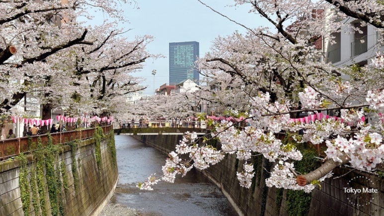 Meguro River cherry blossom tunnel at full bloom in Nakameguro