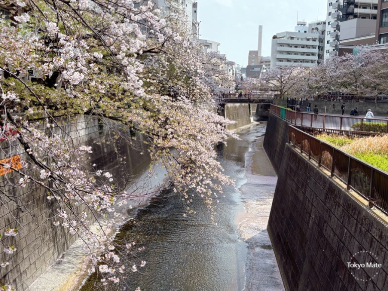 Meguro River midstream cherry blossoms near Nakameguro Station