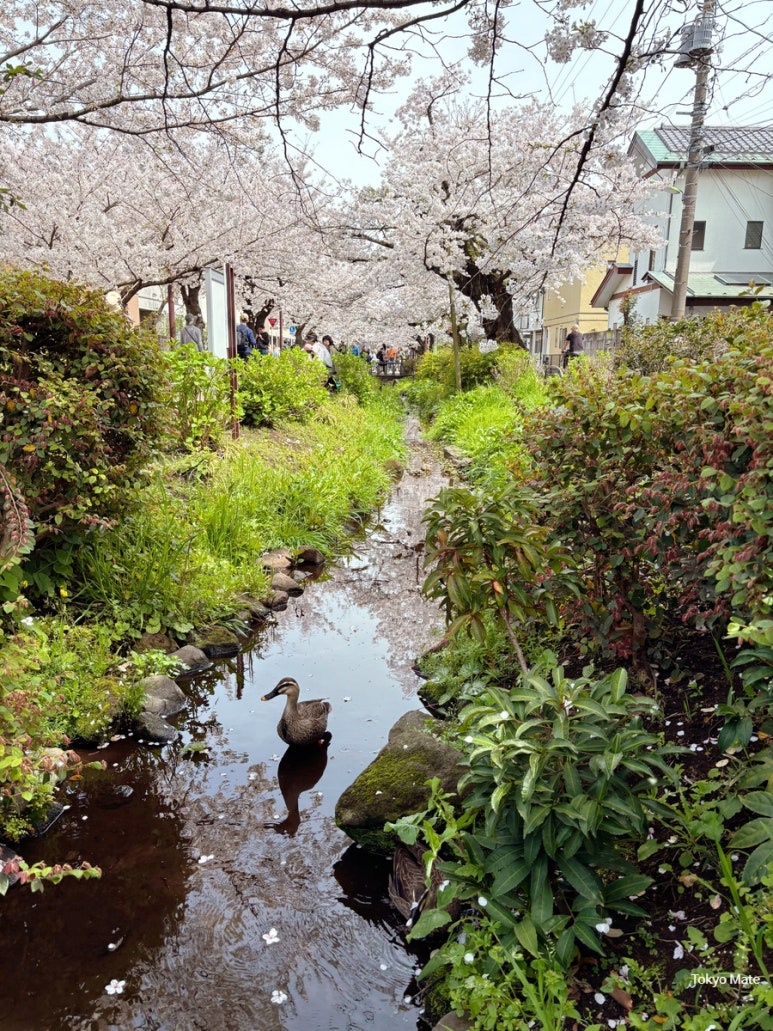 Meguro River Green Path hidden cherry blossom spot near Ikejiri-Ohashi Station