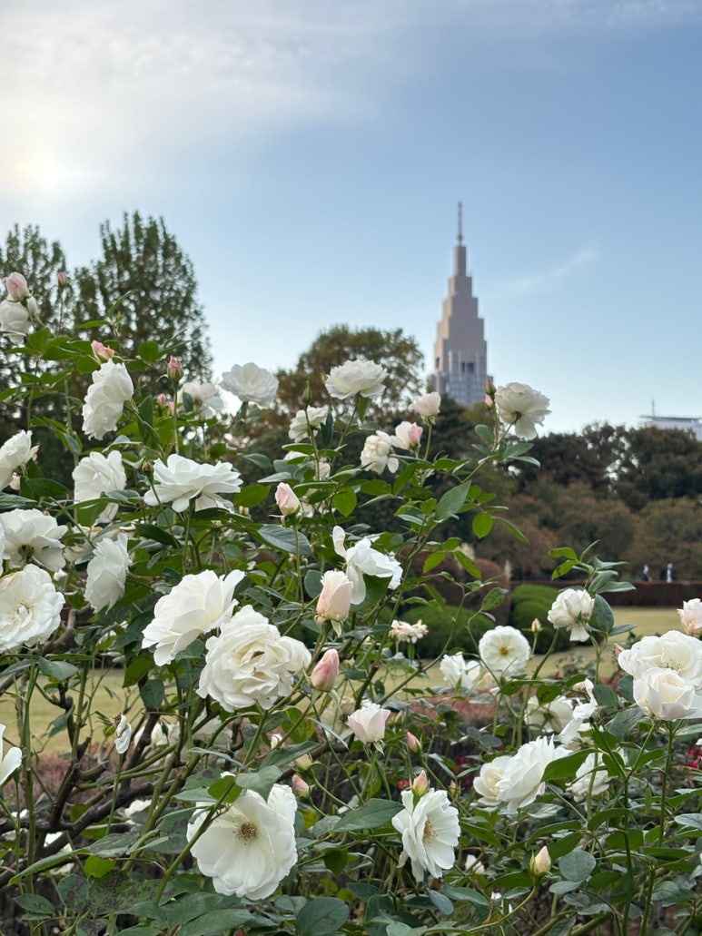 Shinjuku Gyoen French garden rose bed | Tokyo flower viewing walking course
