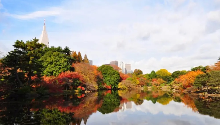 Shinjuku Gyoen National Garden autumn colors with maple trees reflected in pond