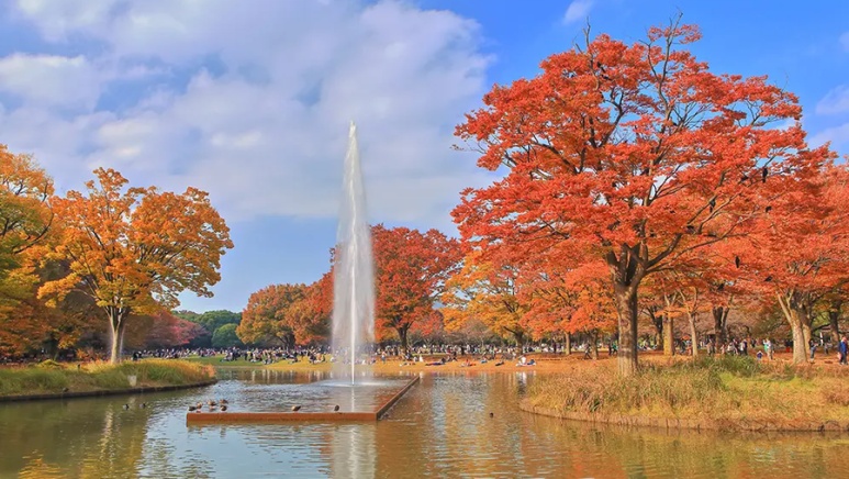 Yoyogi Park autumn scenery with colorful trees and open lawn areas