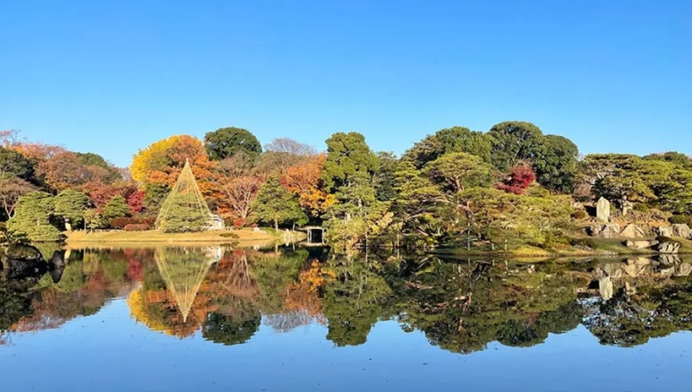 Rikugien Garden night illumination with autumn leaves lit up beautifully