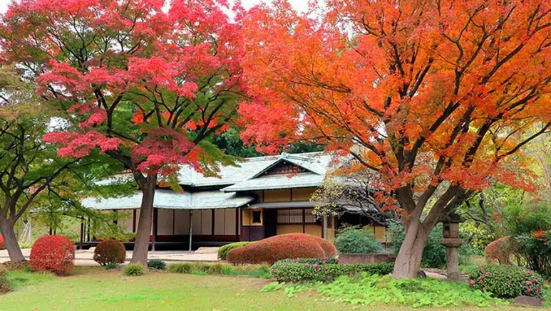 Ninomaru Garden autumn scenery with traditional Japanese garden elements