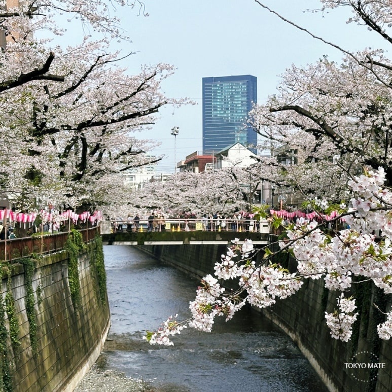 Tokyo Cherry Blossom 3-Night 4-Day Itinerary 2026: Routes, Restaurants & Night Views
