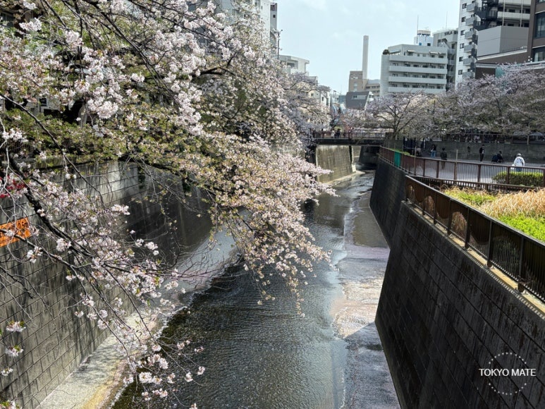 Tokyo cherry blossom blooming vs full bloom Somei Yoshino comparison
