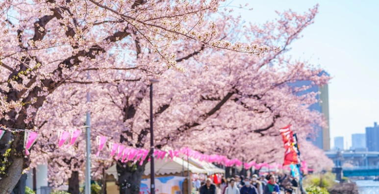 Sumida Park cherry blossoms with Tokyo Skytree photo spot
