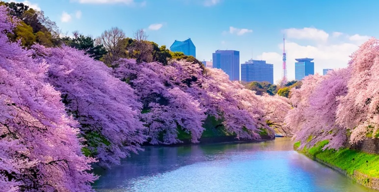 Chidorigafuchi cherry blossom boat tunnel Tokyo iconic spot