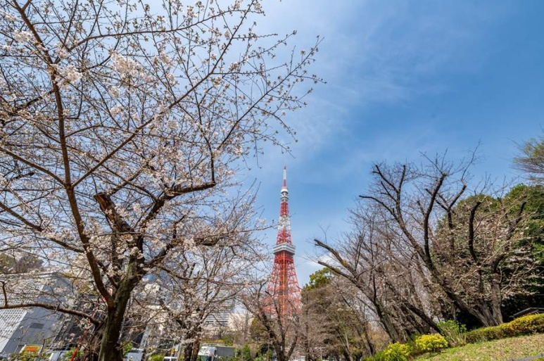 Shiba Park cherry blossoms with Tokyo Tower