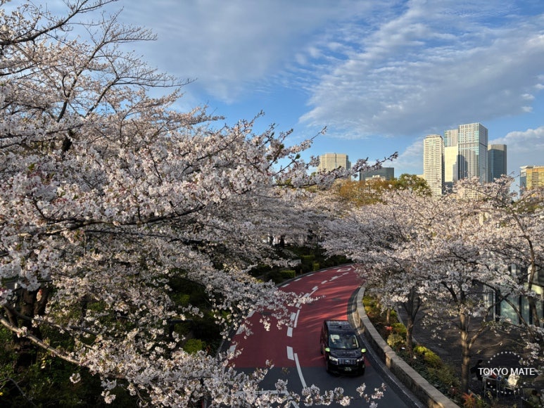 Roppongi Tokyo Midtown cherry blossom day view