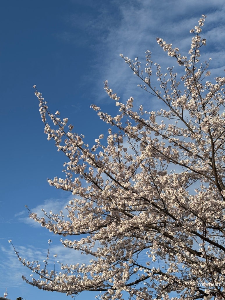 Tokyo cherry blossom trip spring petals atmosphere