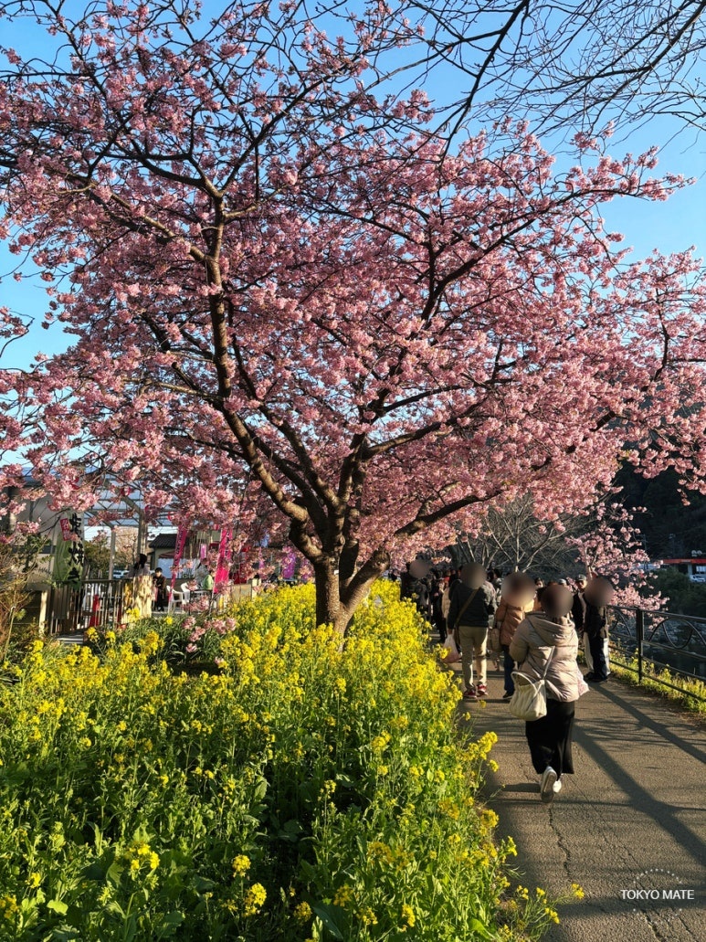 Kawazu cherry blossoms in full bloom from late February