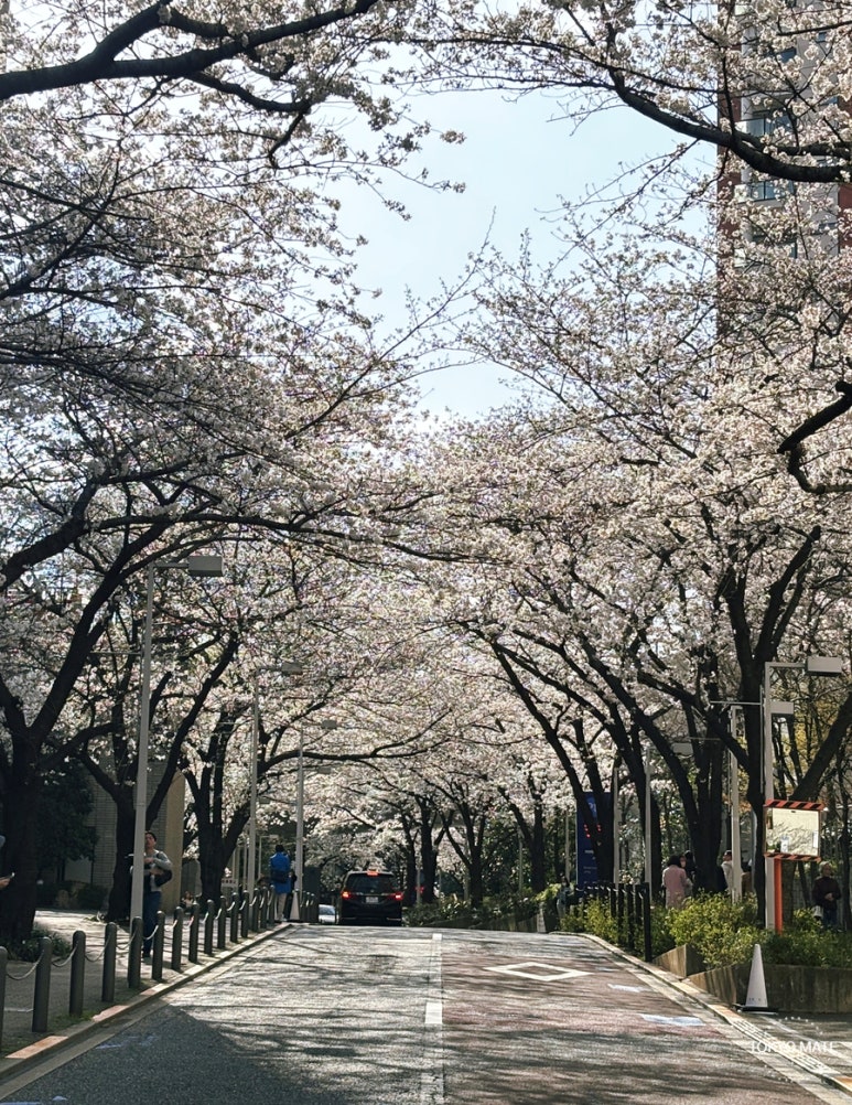 Tokyo Roppongi Hills Sakurazaka Cherry Blossom Path