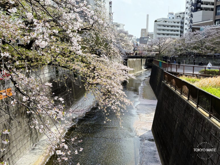 Tokyo Nakameguro Riverside Cherry Blossom Path
