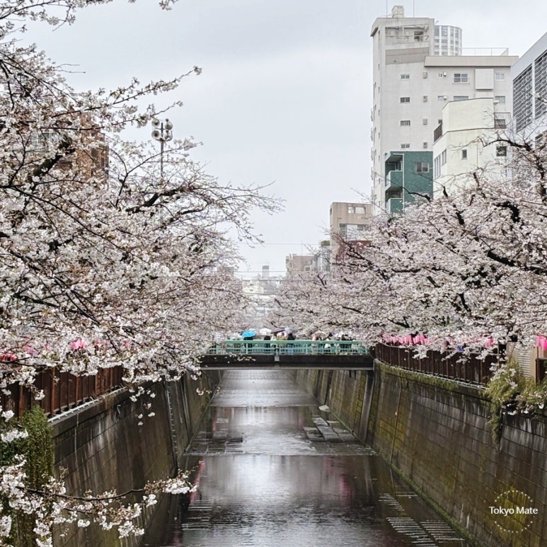 Top 10 Cherry Blossom Spots in Tokyo 2026: Best Timing, Crowd Levels & Hidden Gems