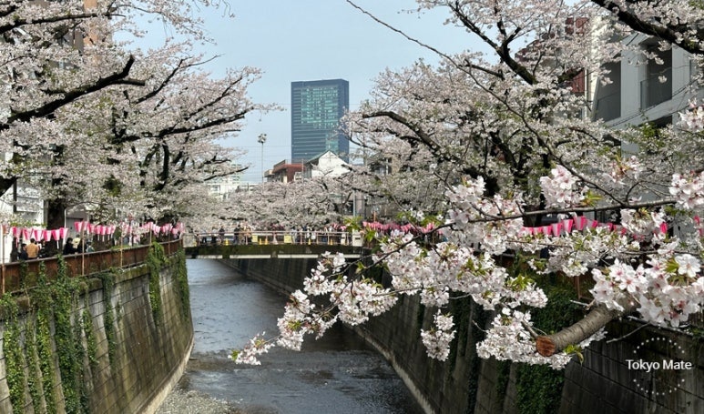 Nakameguro Meguro River cherry blossom tunnel 2026