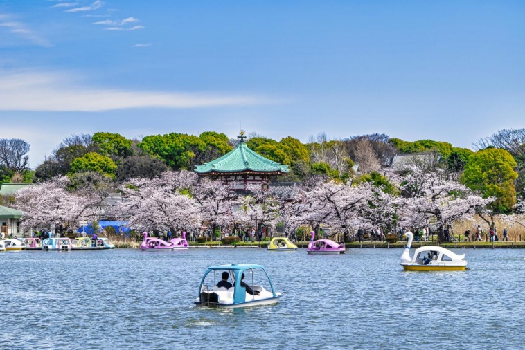 Ueno Park cherry blossom festival hanami scene in Tokyo 2026