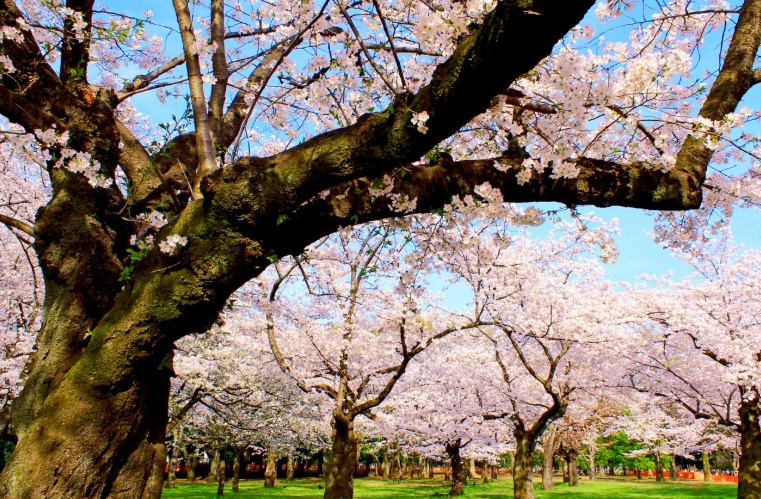 Yoyogi Park cherry blossom hanami picnic scene in Tokyo