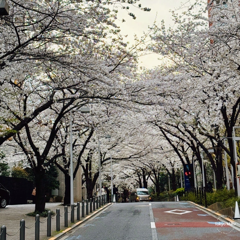 Roppongi Sakurazaka cherry blossom street in Tokyo 2026