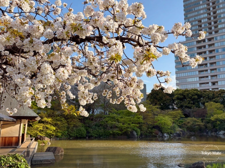 Tokyo Midtown cherry blossom illumination at night in Roppongi