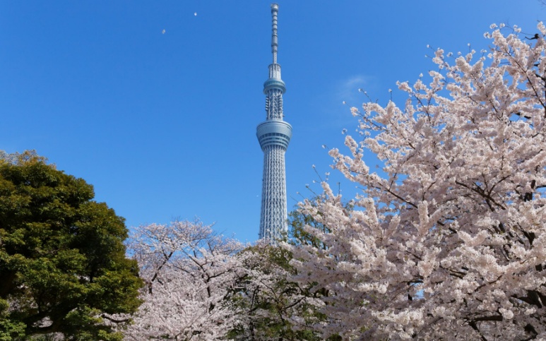Sumida Park cherry blossoms with Tokyo Skytree in background at Asakusa