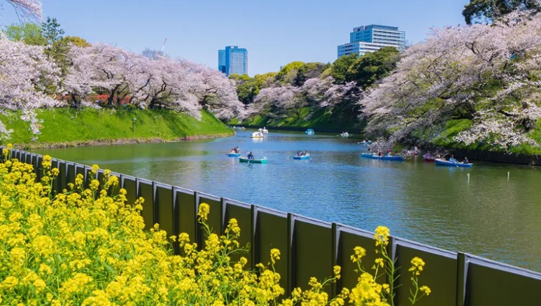 Chidorigafuchi cherry blossom boat experience and night illumination in Tokyo