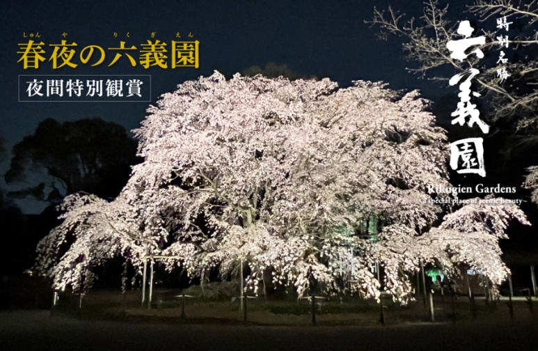Rikugien weeping cherry tree shidarezakura in Tokyo