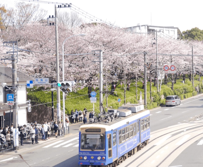 Toden Arakawa Line streetcar with cherry blossoms at Asukayama Park Tokyo
