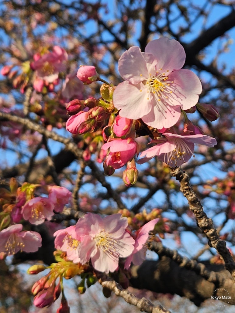 Early kawazu cherry blossoms in Tokyo during February