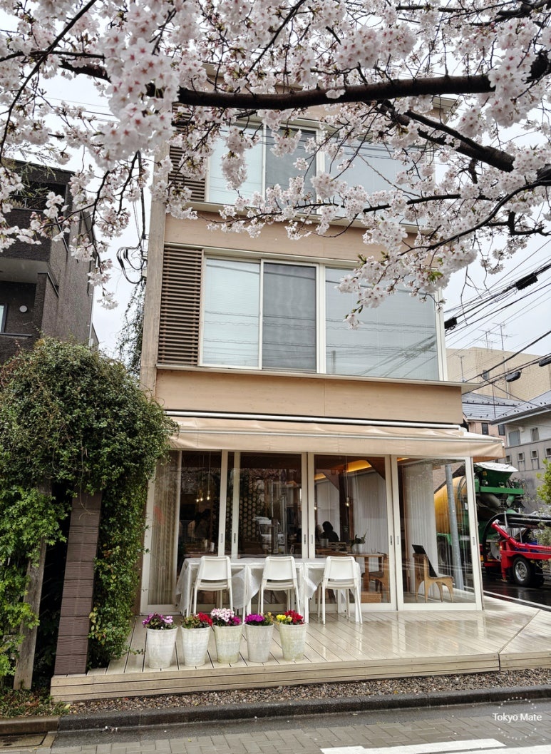 東京3月 雨の日の桜並木