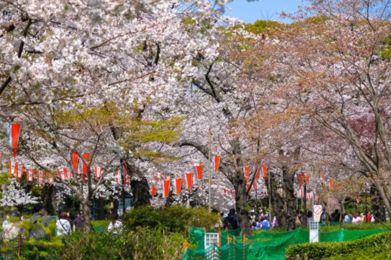 Ueno Park Sakura-dori cherry blossom tunnel at full bloom