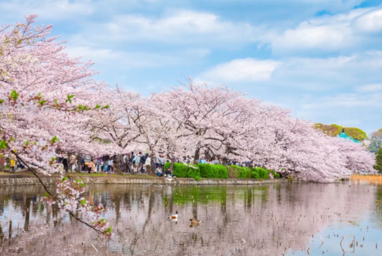 Shinobazu Pond cherry blossoms reflected on the water at Ueno Park