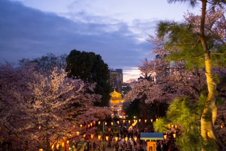 Ueno Park bonbori lantern light-up night cherry blossom scenery